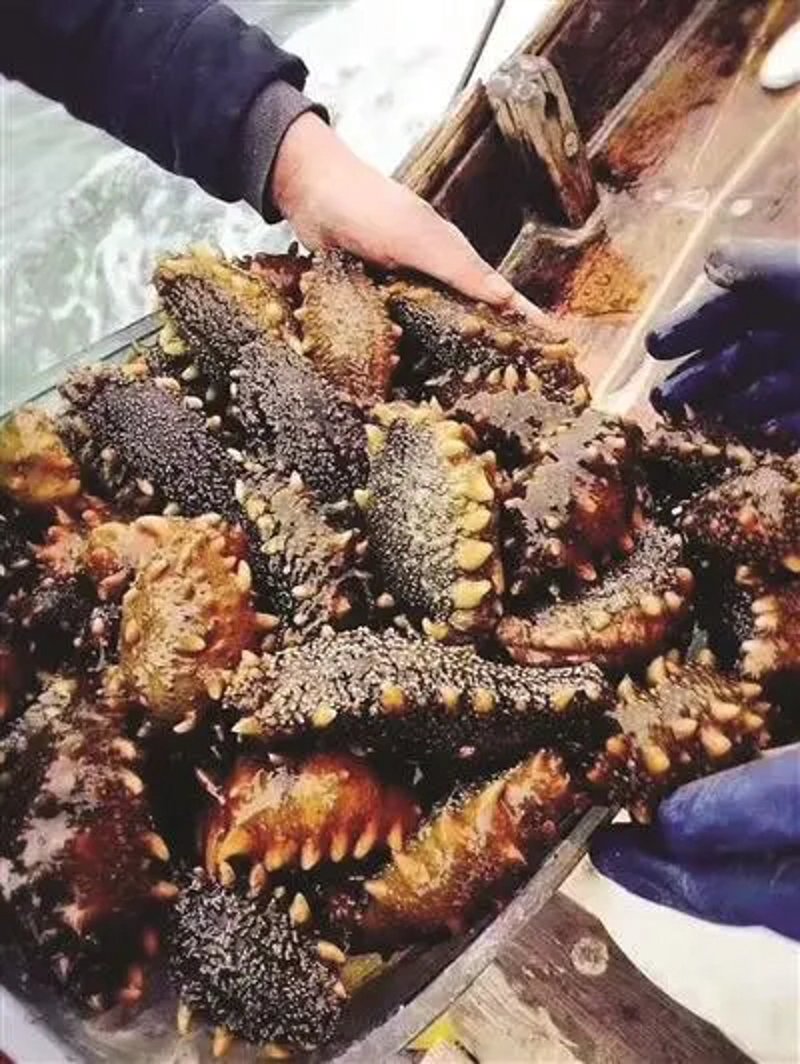 海参，这个古老的食材为何能长盛不衰？它究竟有哪些营养价值和功效呢？让我们一起探究。